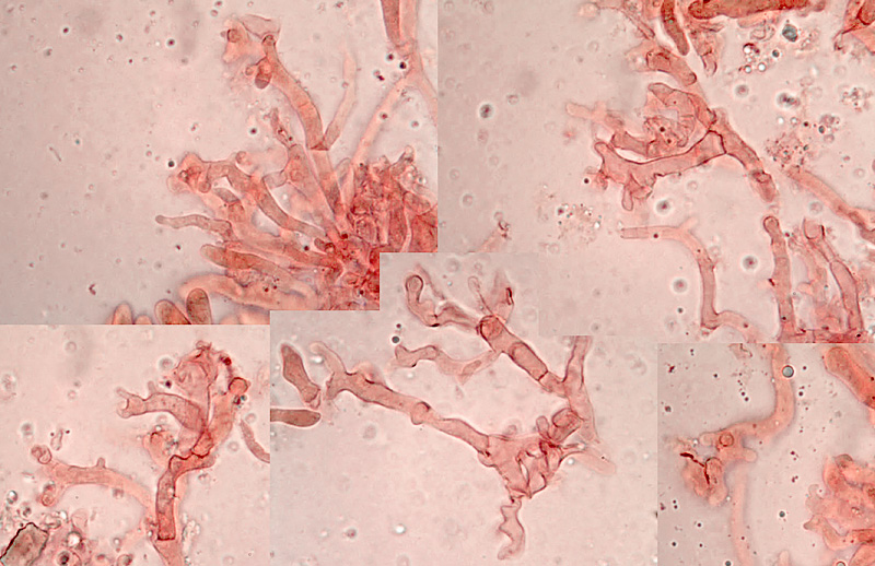 Gymnopus aquosus micro
